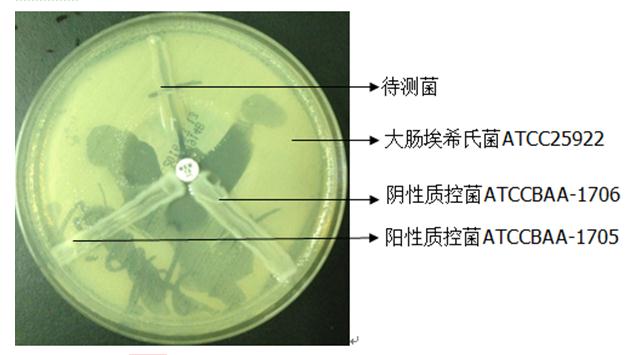 100 0 0 丁胺卡那霉素 100 0 0 庆大霉素 100 0 0 妥布霉素 100 0 0