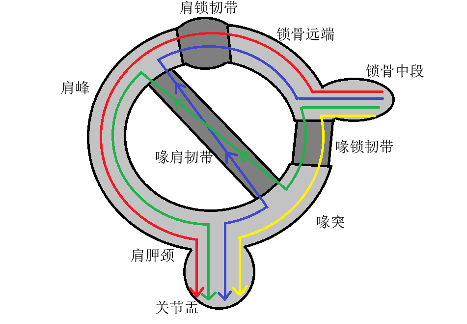关节盂与肩胛体完全失去骨性连接,即肩关节上方悬吊复合体(sssc) [2]